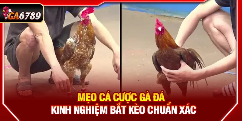 Mẹo Cá Cược Gà Đá - Kinh Nghiệm Bắt Kèo Chuẩn Xác Tại Ga6789 2 Mẹo Cá Cược Gà Đá - Kinh Nghiệm Bắt Kèo Chuẩn Xác