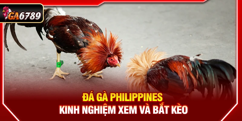 Đá Gà Philippines - Kinh Nghiệm Xem Và Bắt Kèo Tại Ga6789 8 Đá Gà Philippines - Kinh Nghiệm Xem Và Bắt Kèo Tại Ga6789